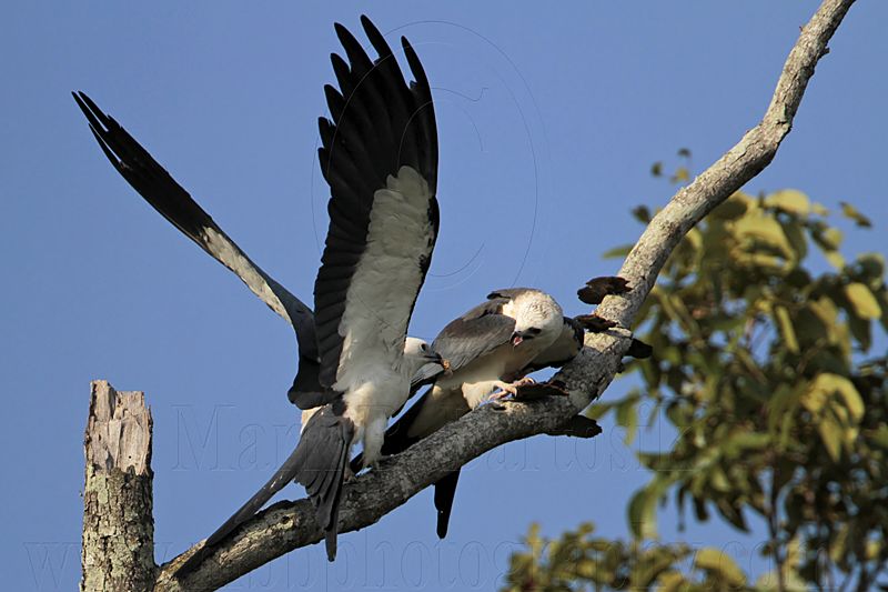 _MG_7413 Swallow-tailed Kite.jpg