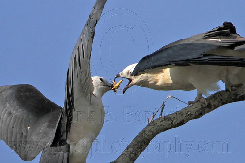 _MG_7734crop Swallow-tailed Kite.jpg