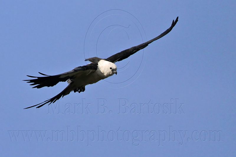_MG_7917 Swallow-tailed Kite.jpg