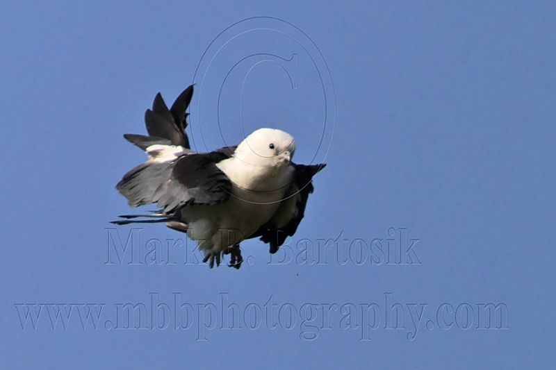 _MG_7918 Swallow-tailed Kite.jpg