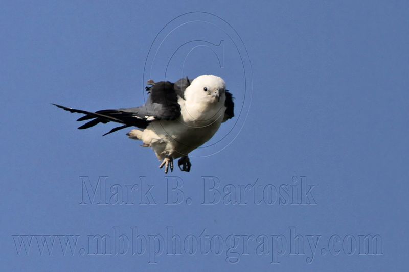 _MG_7919 Swallow-tailed Kite.jpg