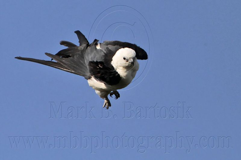_MG_7921 Swallow-tailed Kite.jpg
