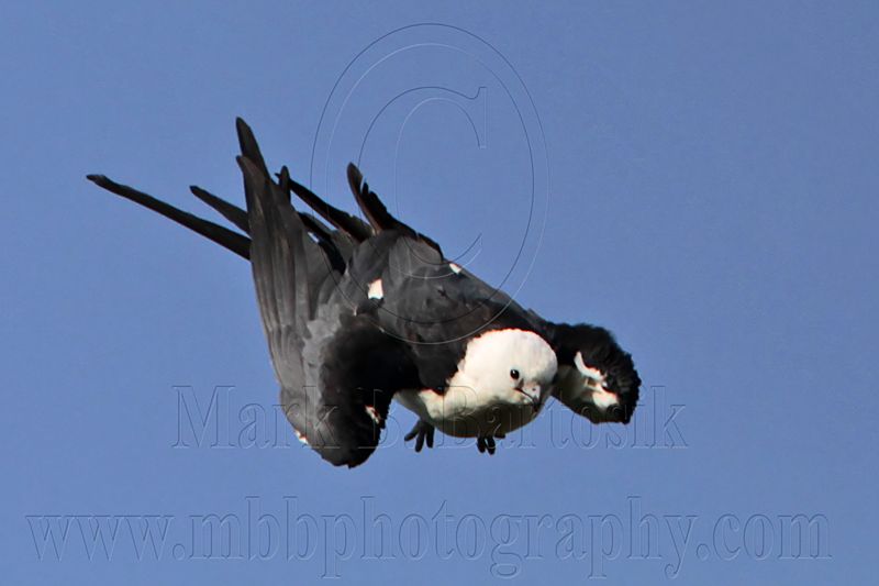 _MG_7923 Swallow-tailed Kite.jpg