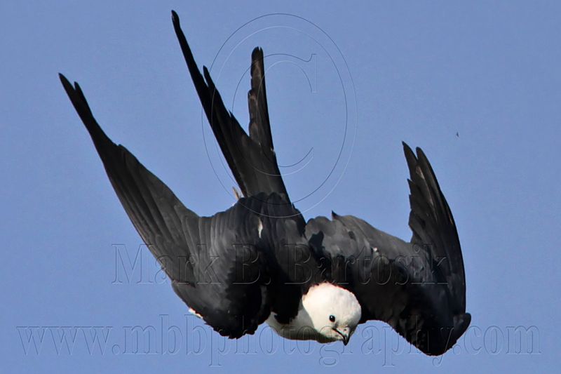 _MG_7926 Swallow-tailed Kite.jpg
