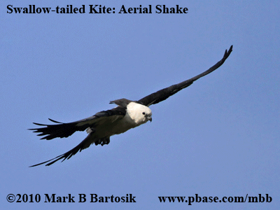 _MG_7917-26 Swallow-tailed Kite.gif