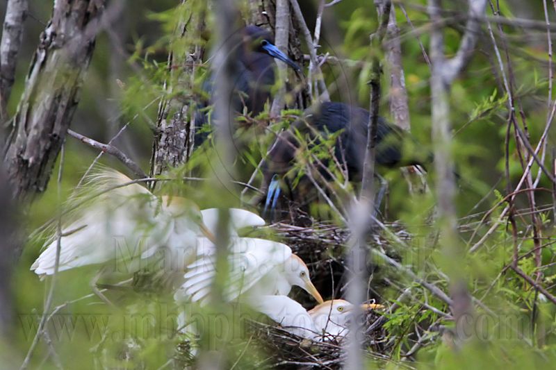 _MG_8910 Cattle Egret.jpg