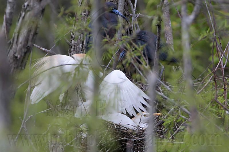 _MG_8916 Cattle Egret.jpg