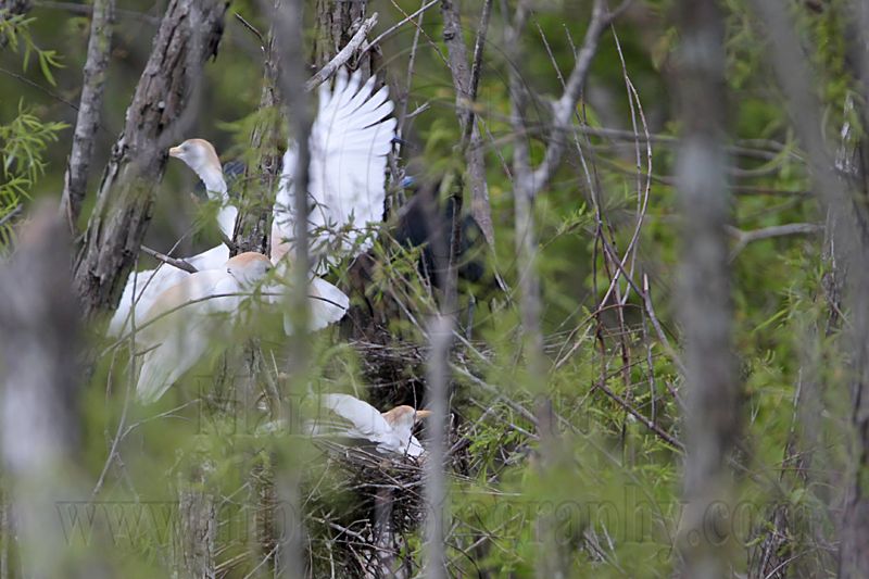 _MG_8934 Cattle Egret.jpg