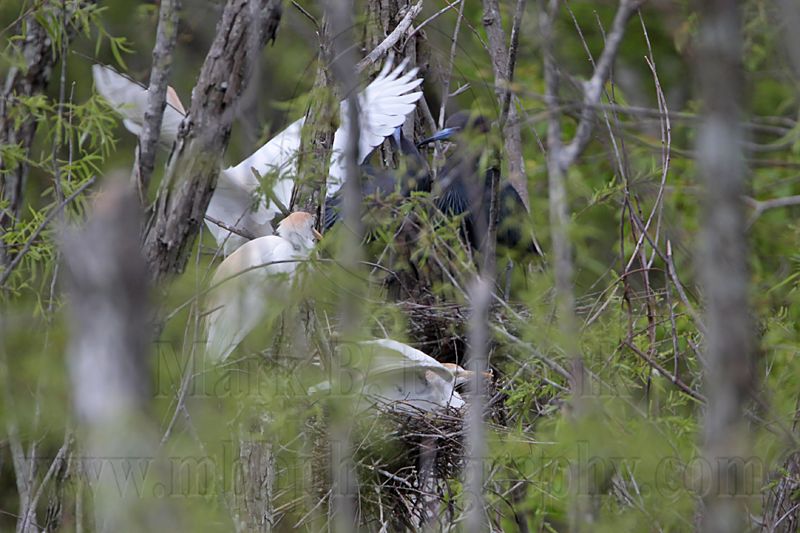 _MG_8935 Cattle Egret.jpg