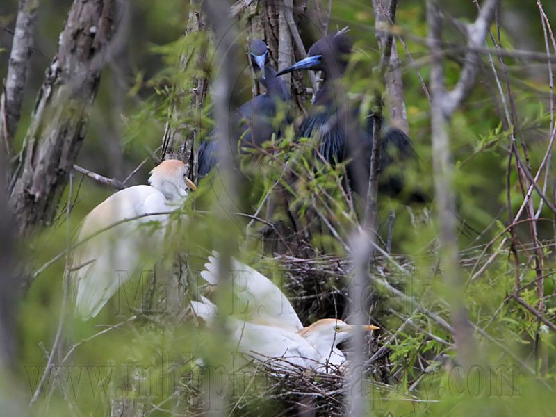 _MG_8937 Cattle Egret.jpg