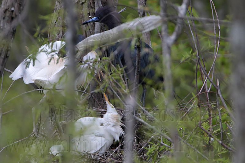 _MG_8946 Cattle Egret.jpg