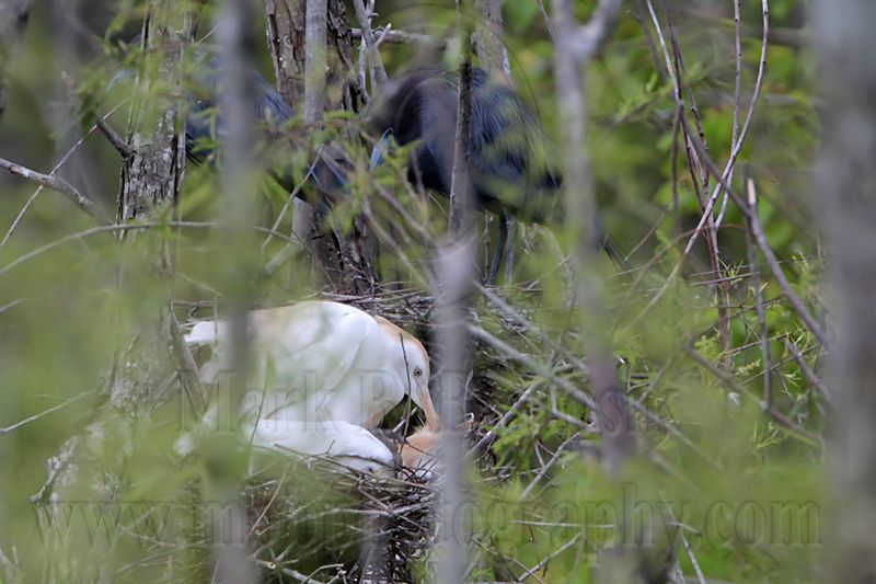 _MG_8989 Cattle Egret.jpg