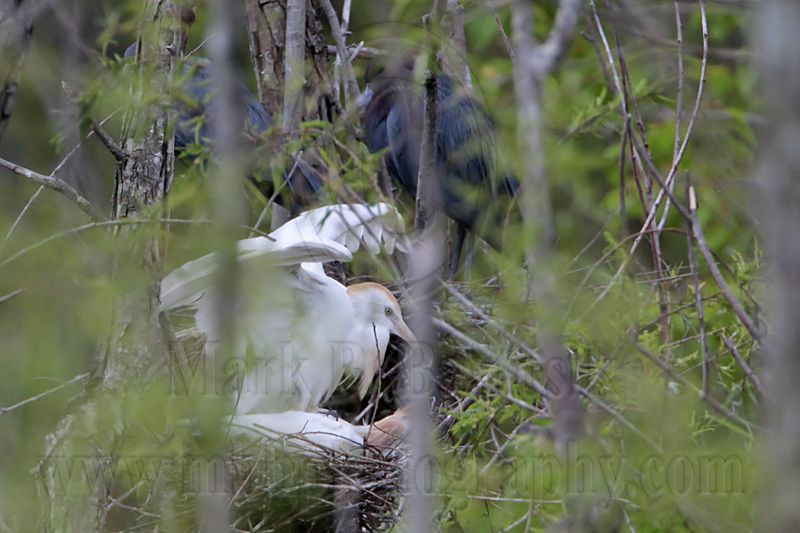 _MG_9026 Cattle Egret.jpg
