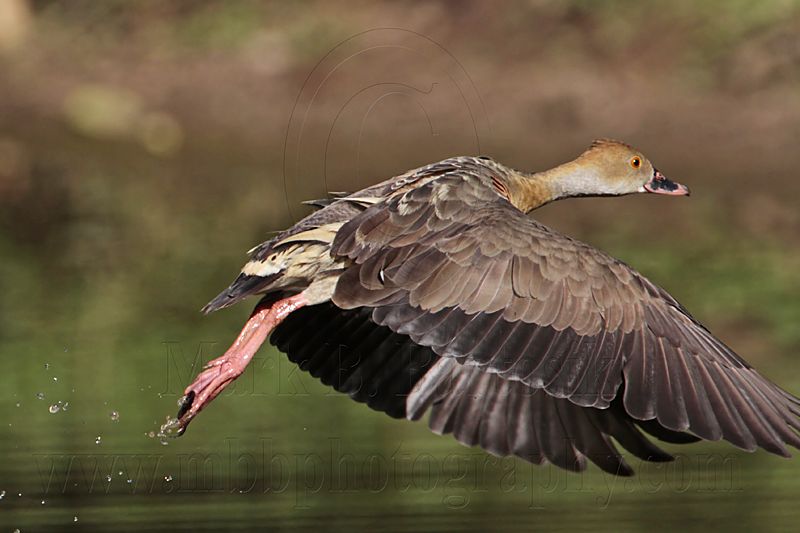 _MG_1156 Plumed Whistling-Duck.jpg