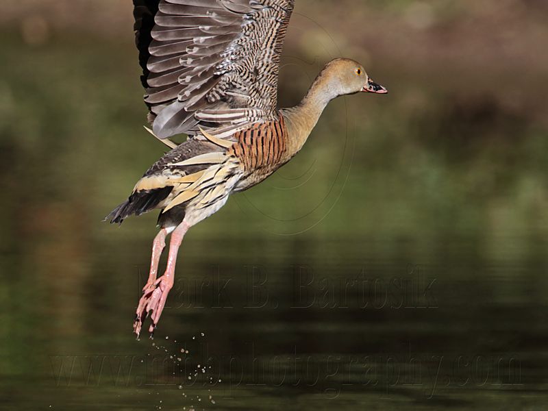 _MG_1161 Plumed Whistling-Duck.jpg