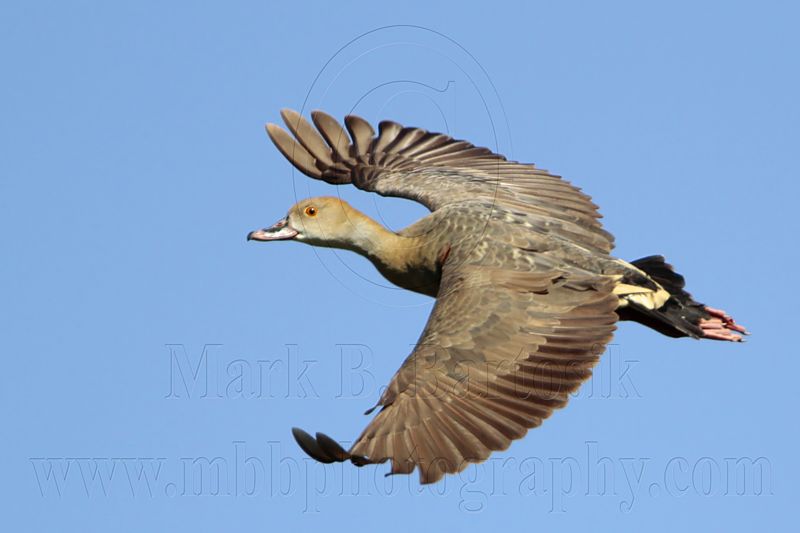 _MG_1251 Plumed Whistling-Duck.jpg