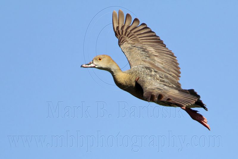 _MG_1252 Plumed Whistling-Duck.jpg