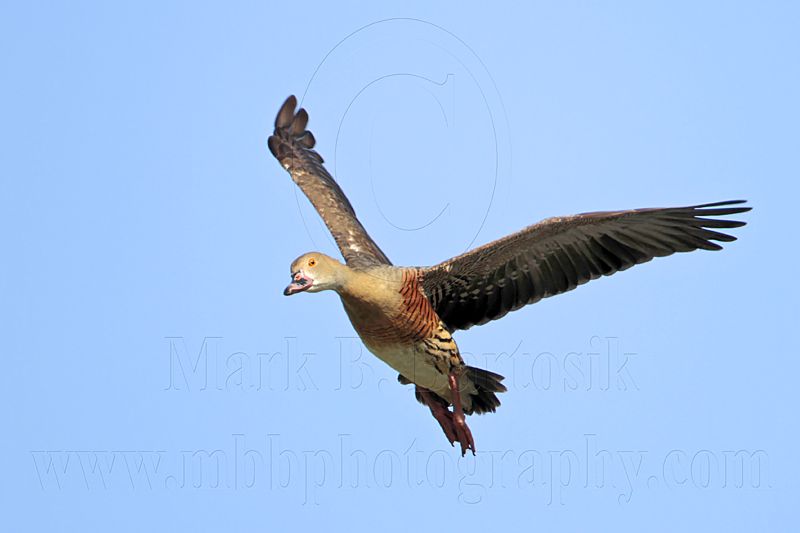 _MG_1287 Plumed Whistling-Duck.jpg