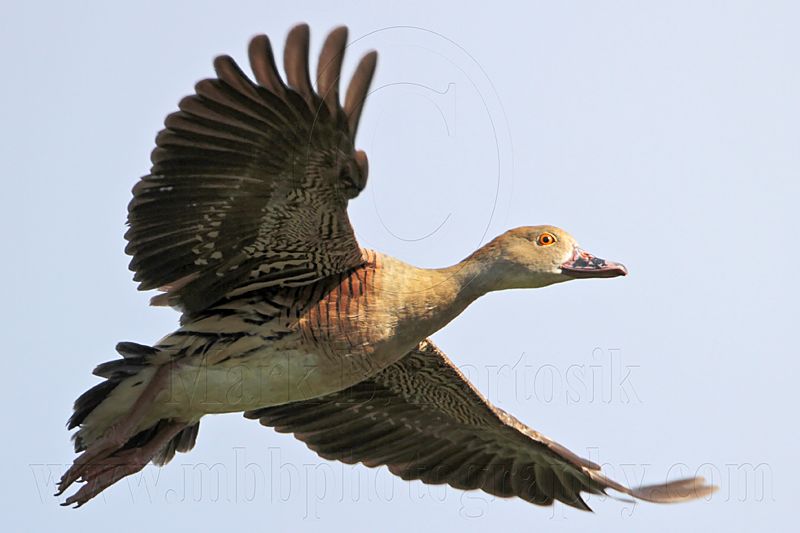 _MG_1302 Plumed Whistling-Duck.jpg
