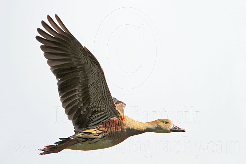 _MG_1305 Plumed Whistling-Duck.jpg