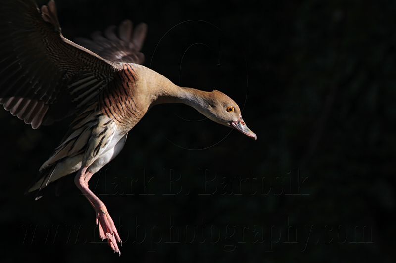_MG_1342 Plumed Whistling-Duck.jpg