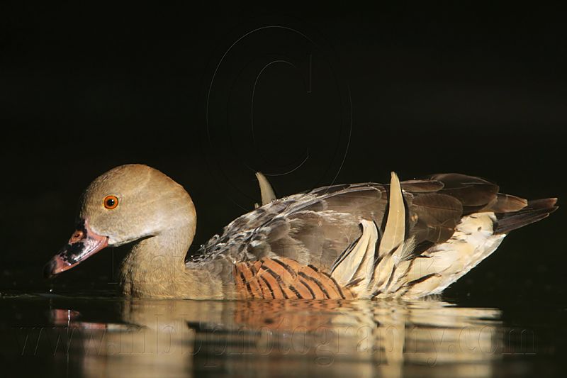 _MG_2409 Plumed Whistling-Duck.jpg