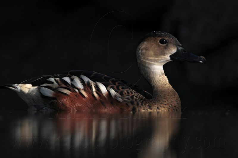 _MG_2512 Wandering Whistling-Duck.jpg