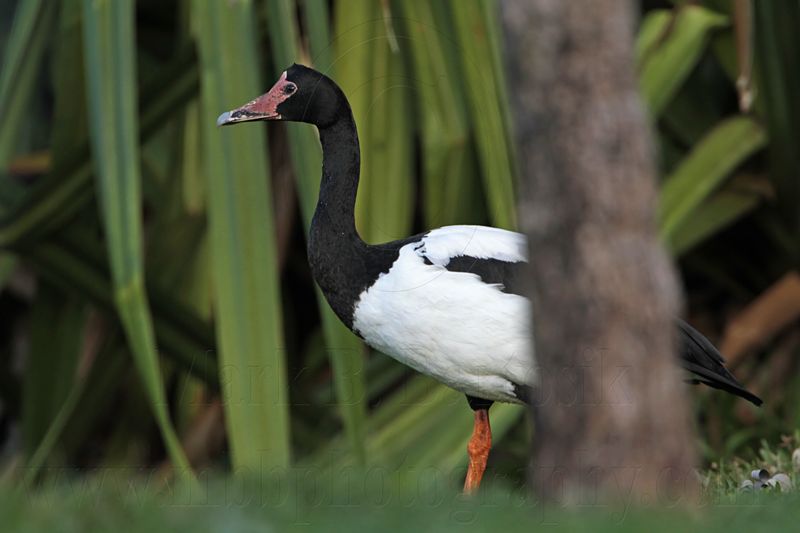 _MG_3474 Maggie Goose.jpg