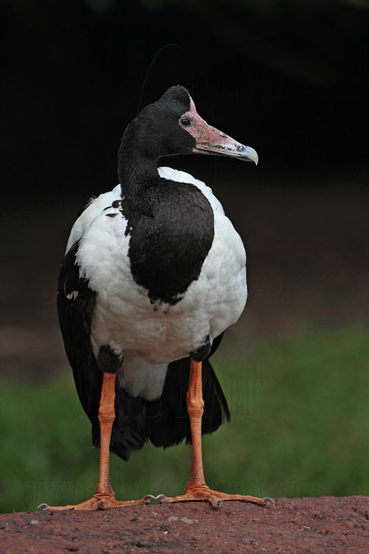 _MG_4343 Maggie Goose.jpg