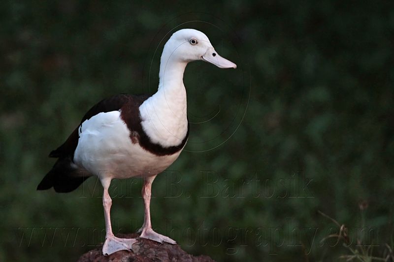 _MG_3848 Radjah Shelduck.jpg