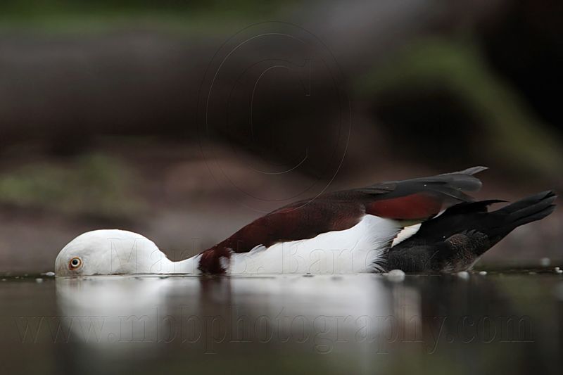 _MG_4008 Radjah Shelduck.jpg