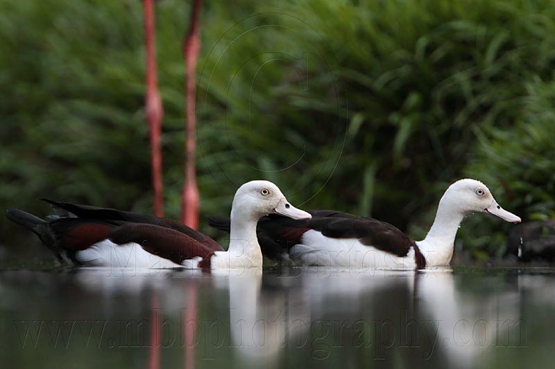 _MG_4075 Radjah Shelduck.jpg