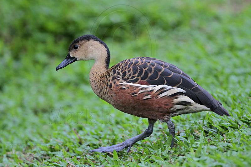 _MG_4801 Wandering Whistling-Duck.jpg