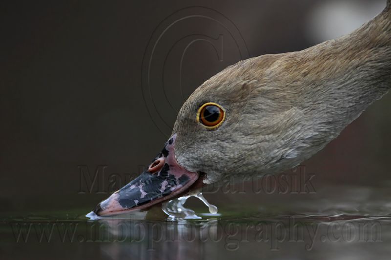 _MG_4995 Plumed Whistling-Duck.jpg