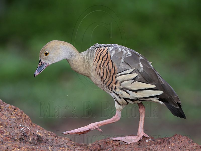 _MG_5532 Plumed Whistling-Duck.jpg