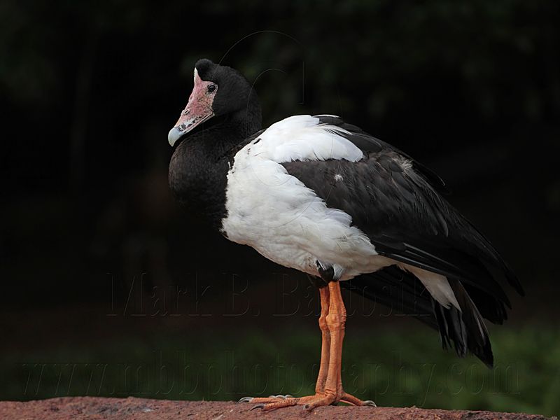 _MG_4373 Maggie Goose.jpg