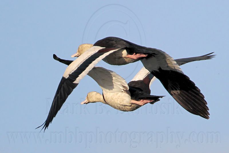 _MG_4546 Radjah Shelduck.jpg
