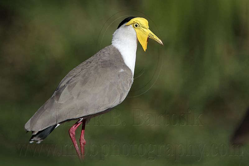 _MG_1195 Masked Lapwing.jpg