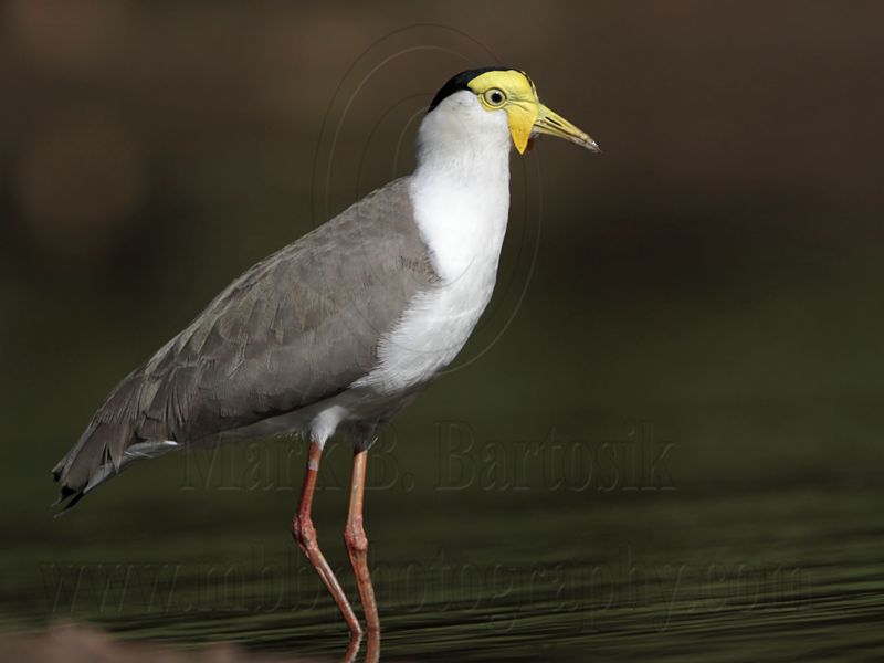 _MG_1423 Masked Lapwing.jpg