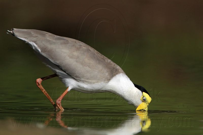 _MG_1475 Masked Lapwing.jpg