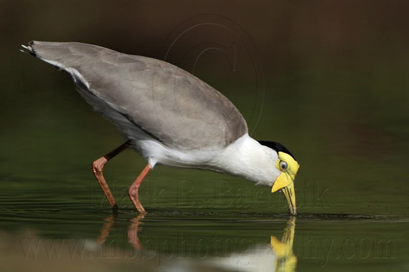 _MG_1476 Masked Lapwing.jpg