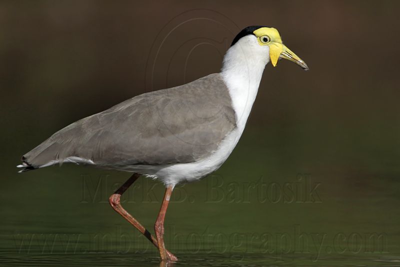 _MG_1480 Masked Lapwing.jpg
