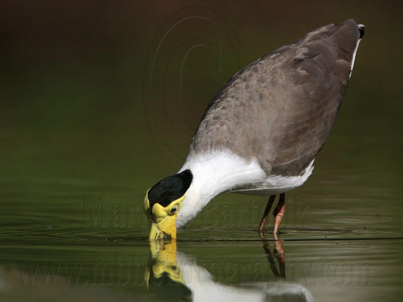_MG_1503 Masked Lapwing.jpg