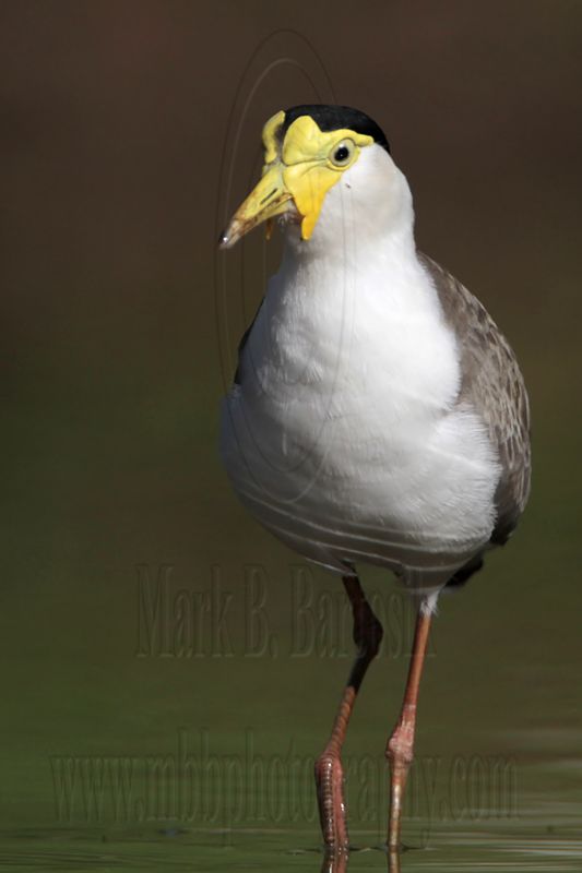 _MG_1506 Masked Lapwing.jpg