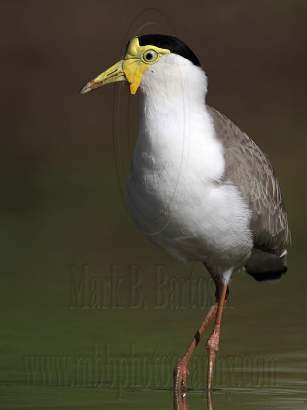 _MG_1508 Masked Lapwing.jpg