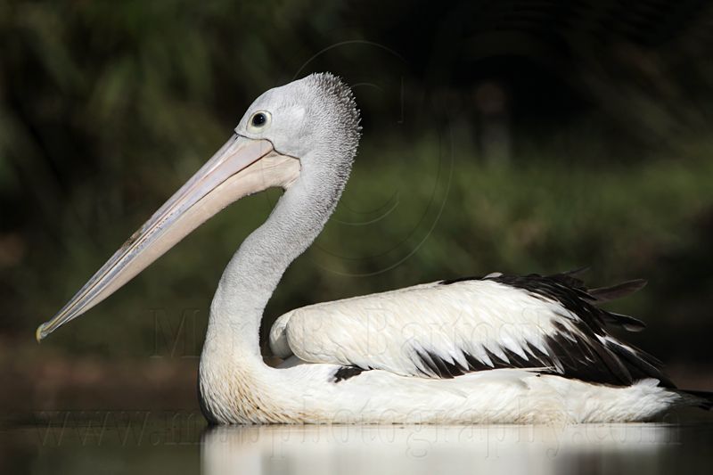 _MG_1775 Australian Pelican.jpg