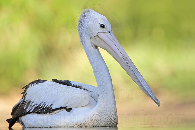 _MG_1828 Australian Pelican.jpg