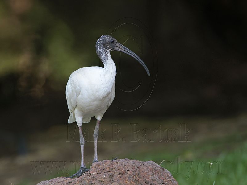 _MG_3016 Australian White Ibis.jpg