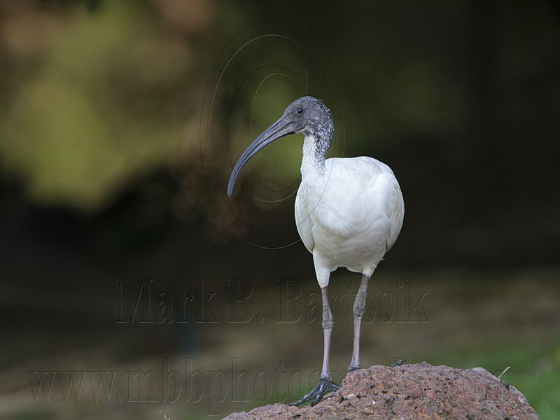 _MG_3024 Australian White Ibis.jpg