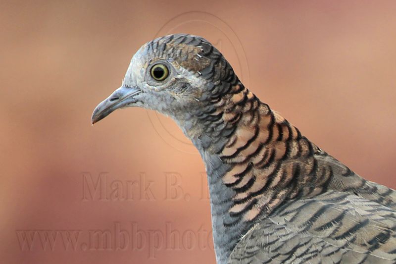 _MG_5996 Bar-shouldered Dove.jpg